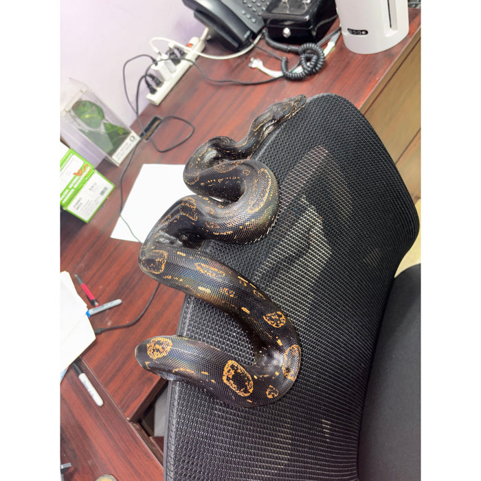 Arabesque IMG Red Tail Boa