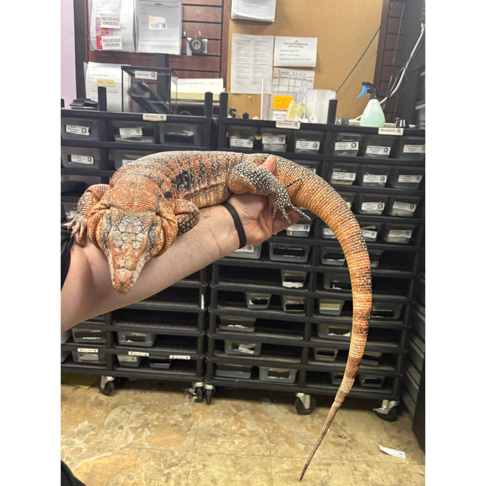Red Tegu (Adult) (Salvator merianae)