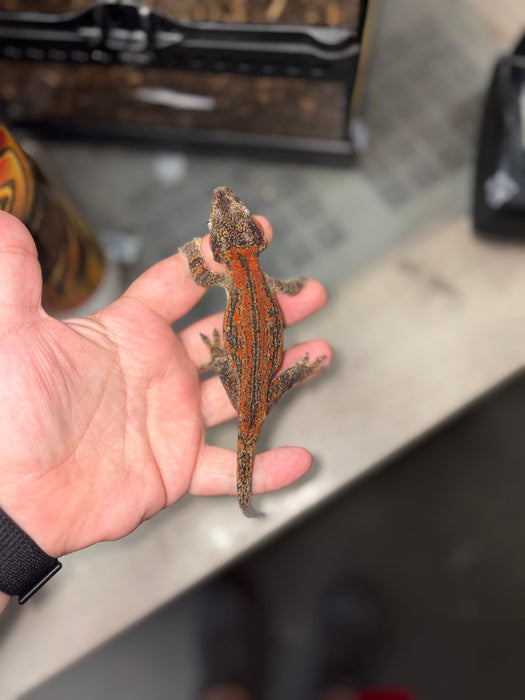 Gargoyle Gecko (Red Striped) (Female)