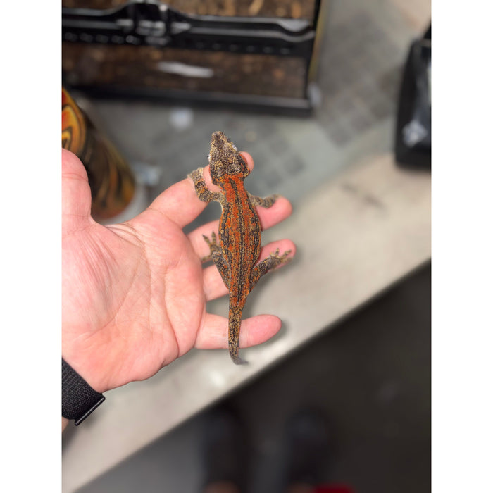 Gargoyle Gecko (Red Striped) (Female)