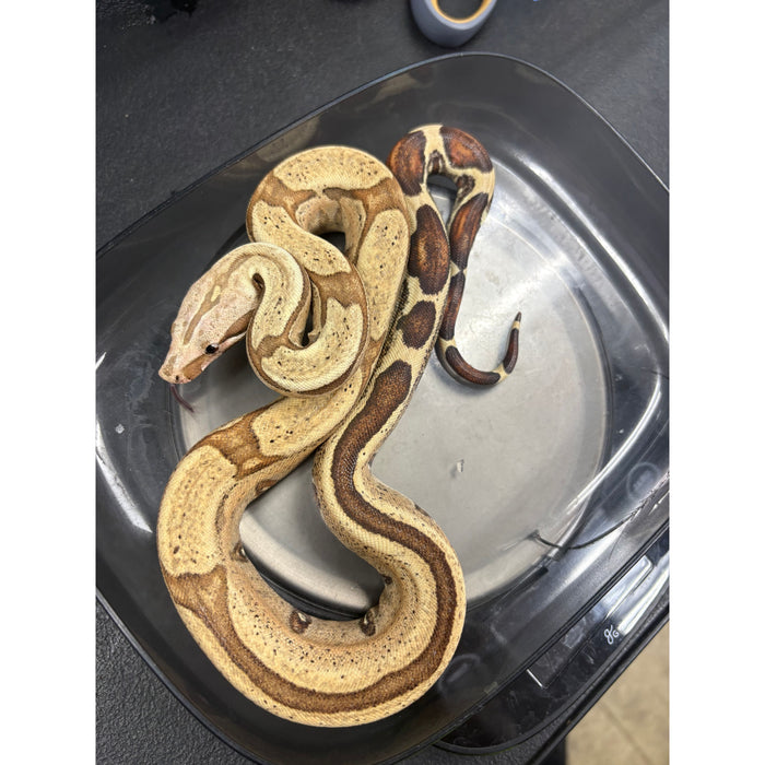 Red Tail Boa (VPI Jungle) (Boa constrictor imperator)
