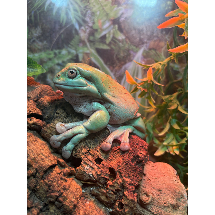 Dumpy Tree Frog (XL)