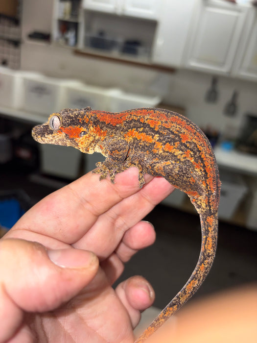 Gargoyle Gecko (Red Striped) (Female)