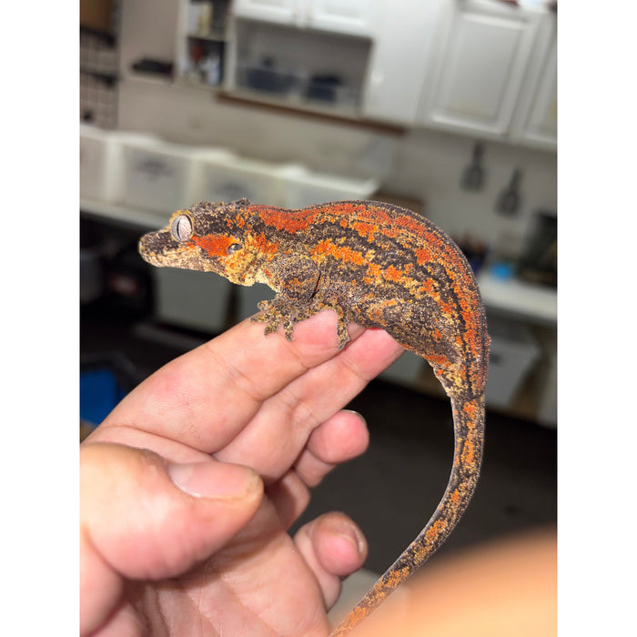 Gargoyle Gecko (Red Striped) (Female)