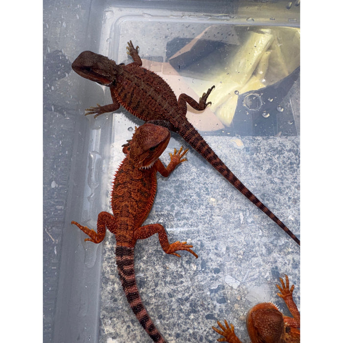 Bearded Dragon (Red Monster Cross)