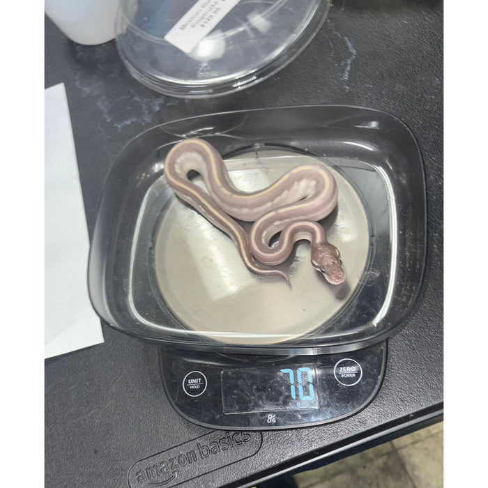 Ball Python (Purple Passion)