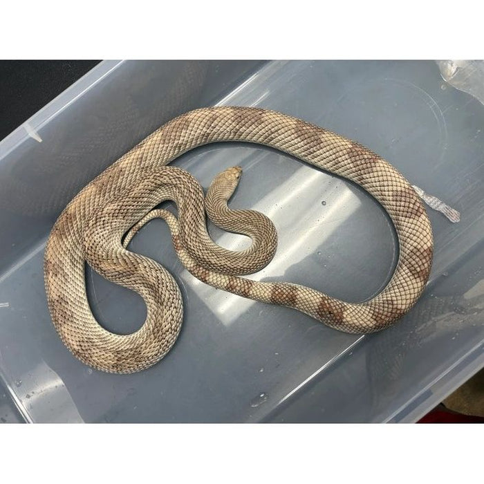 Florida Pine Snake (Pituophis melanoleucus)