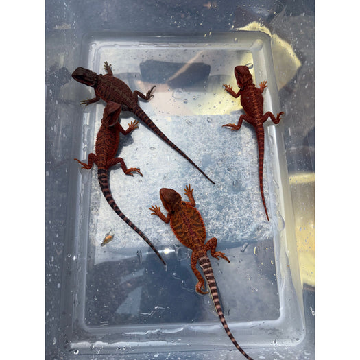 Bearded Dragon (Red Monster Cross)