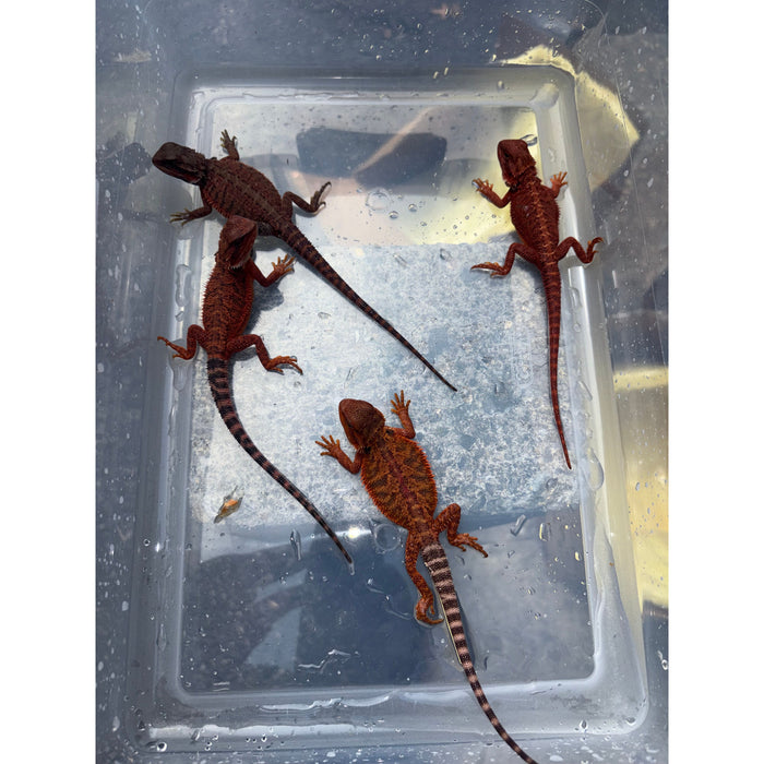 Bearded Dragon (Red Monster Cross)