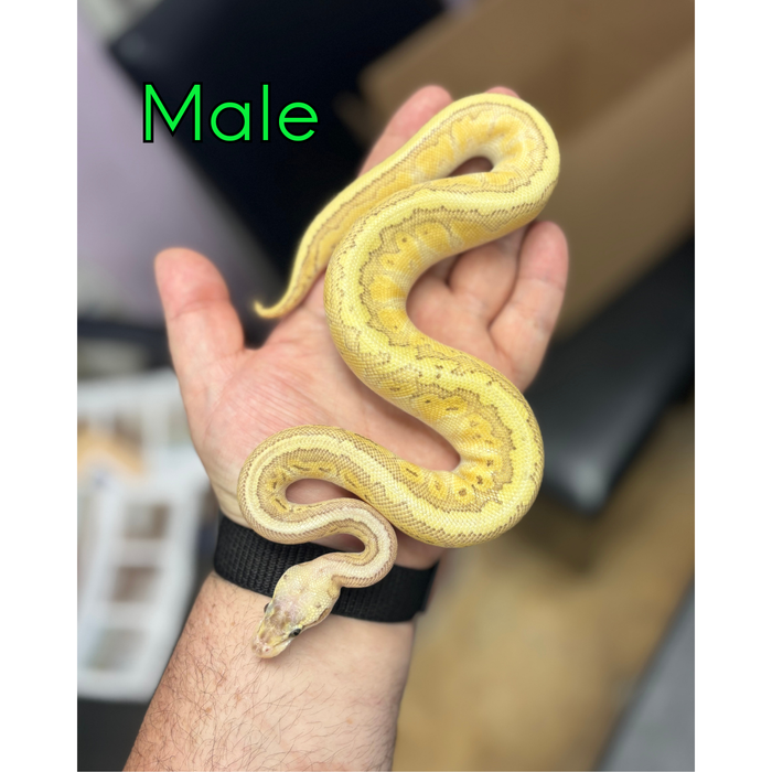 Ball Python (Super Pastel Pinstripe Fire)