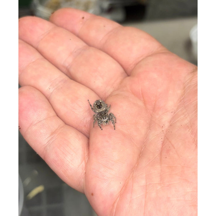 Marbled Purple Jumping Spider (Phidippus purpuratus)