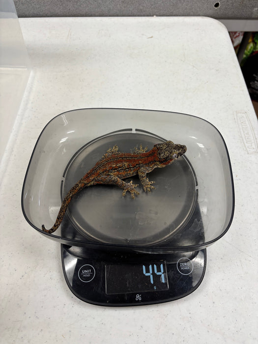 Gargoyle Gecko (Red Striped) (Female)