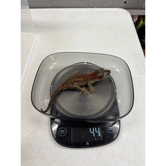 Gargoyle Gecko (Red Striped) (Female)