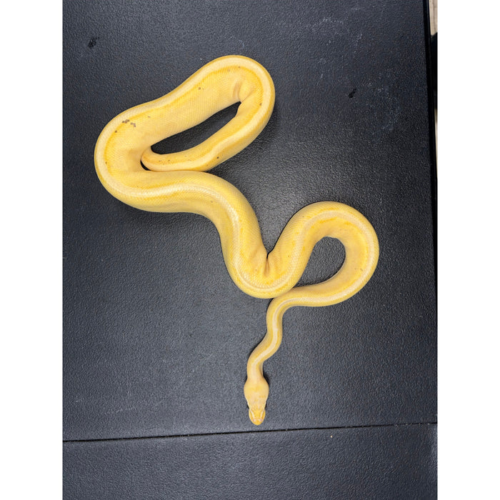 Ball Python (Banana G-Stripe Pastel)