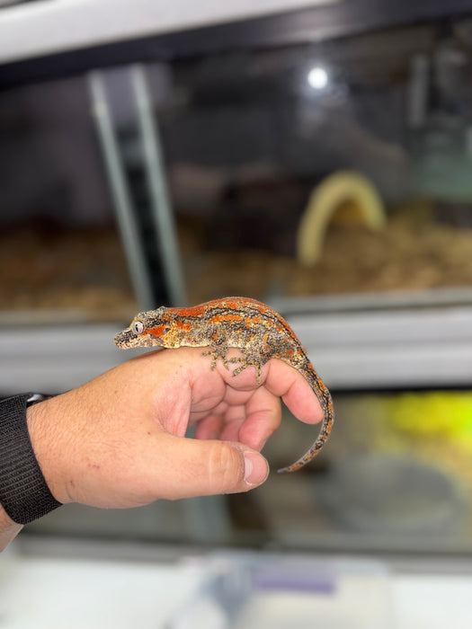 Gargoyle Gecko (Red Striped) (Female)