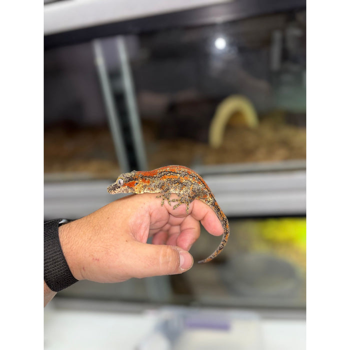 Gargoyle Gecko (Red Striped) (Female)