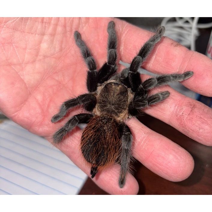 Veracruz Red Rump (Female) (Tliltocatl kahlenbergi) — Jungle Bobs ...