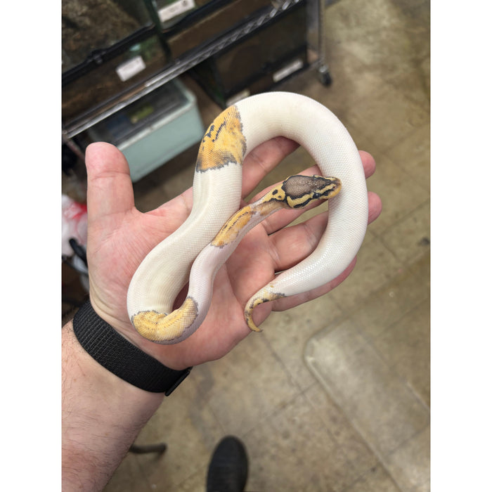 Ball Python (Super Pastel Pied)