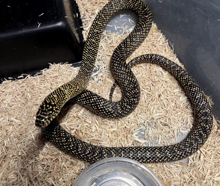 Speckled Kingsnake (Adult Proven Locality Pair)