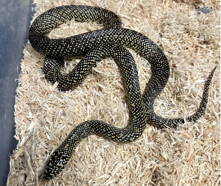 Speckled Kingsnake (Adult Proven Locality Pair)