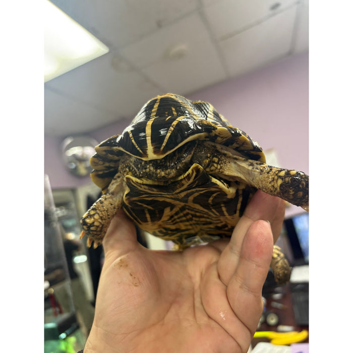Indian Star Tortoise (Geochelone elegans)
