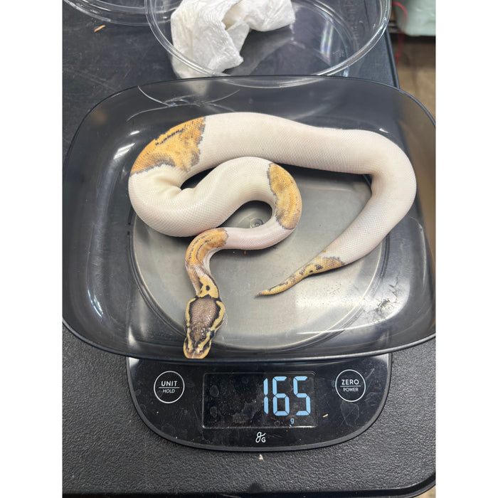 Ball Python (Super Pastel Pied)