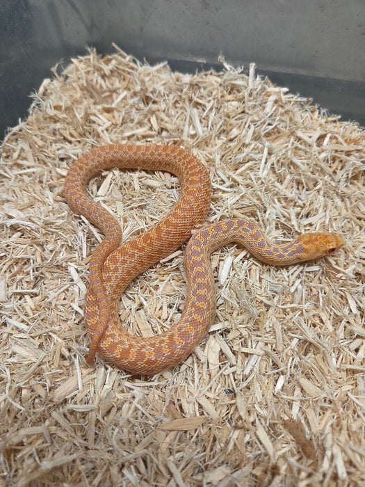 McGurty Albino Gopher Snake