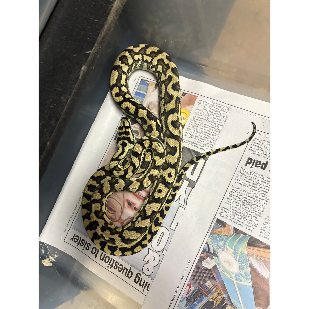 Coastal Carpet Python (FEMALE) (Morelia spilota mcdowelli) — Jungle ...