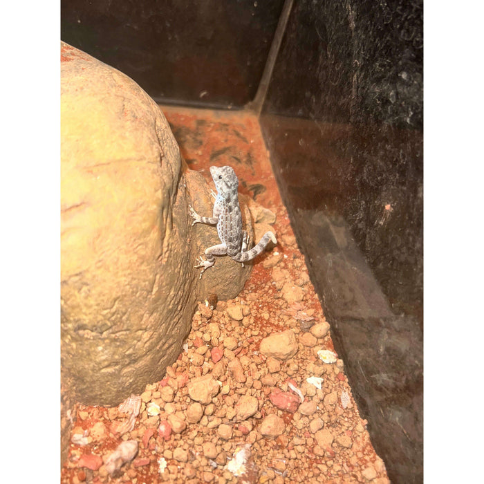 Scorpion Tailed Gecko (Pristurus carteri):Jungle Bob's Reptile World