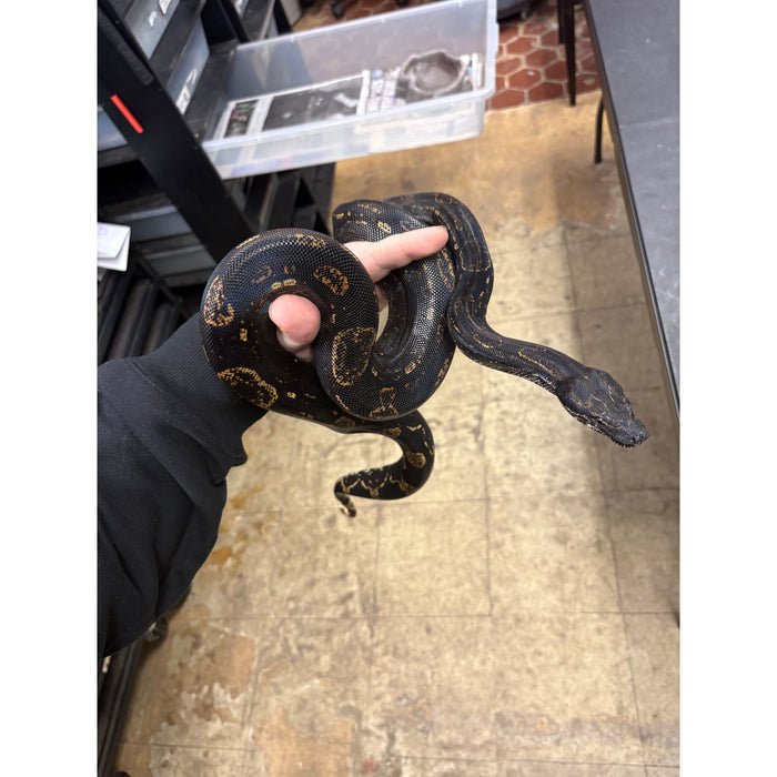 Arabesque IMG Red Tail Boa