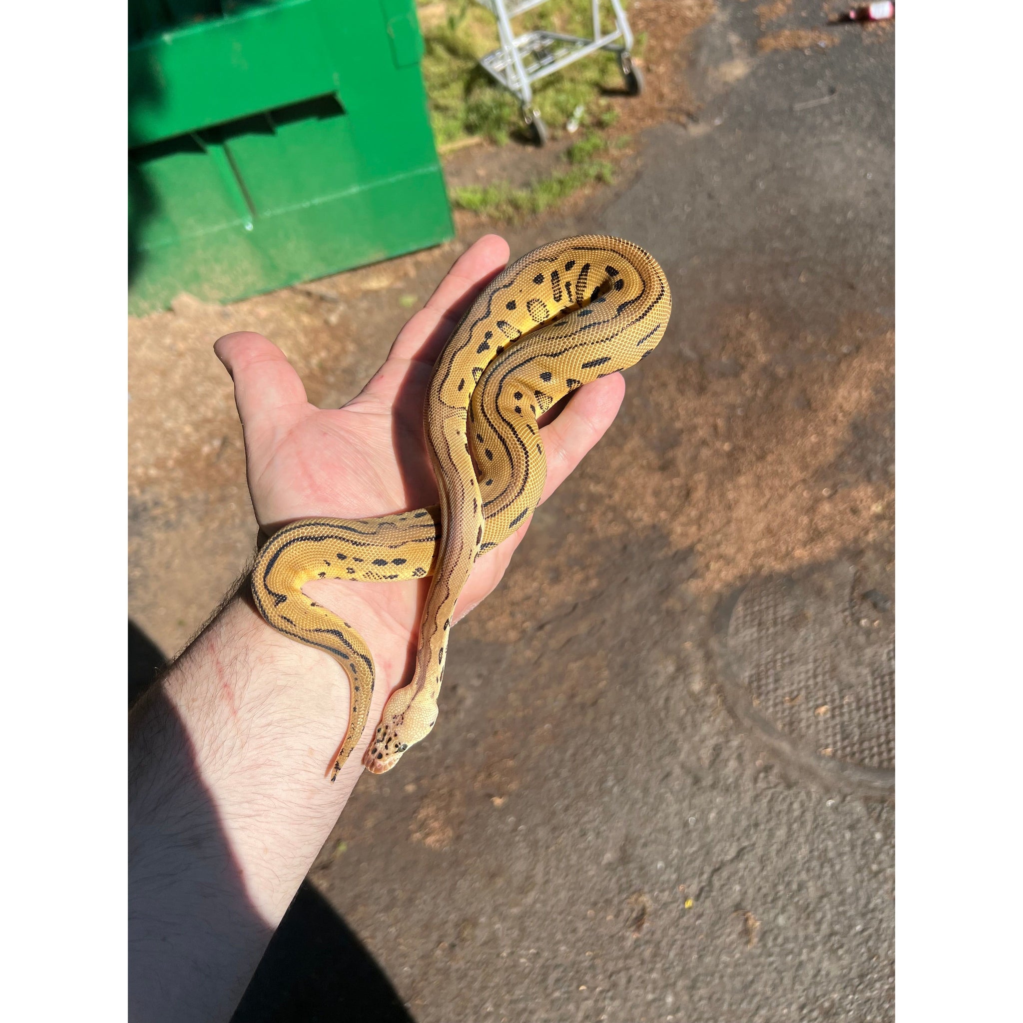Cheap Pretty Ball Python Ball Pythons for Sale — Jungle Bobs Reptile World