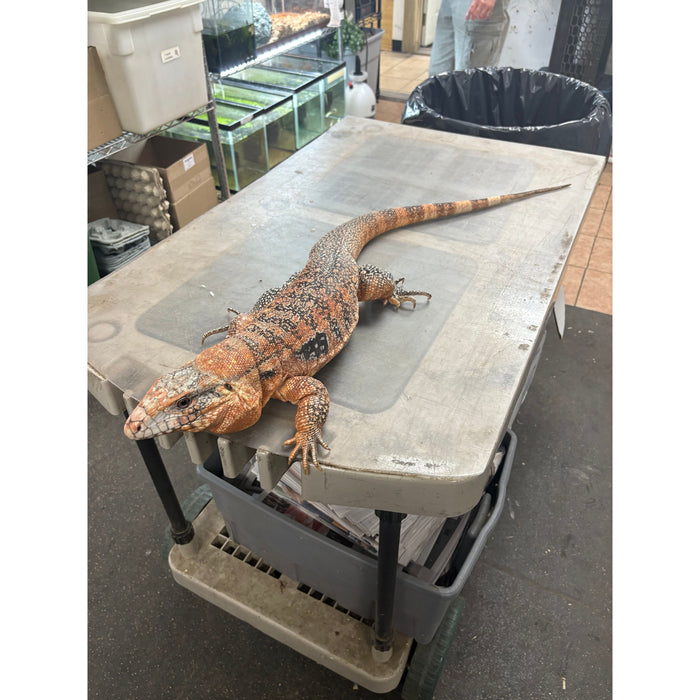 Red Tegu (Adult) (Salvator merianae)