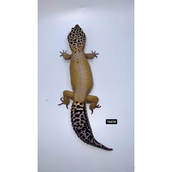 Leopard Gecko XL (Adult Male)