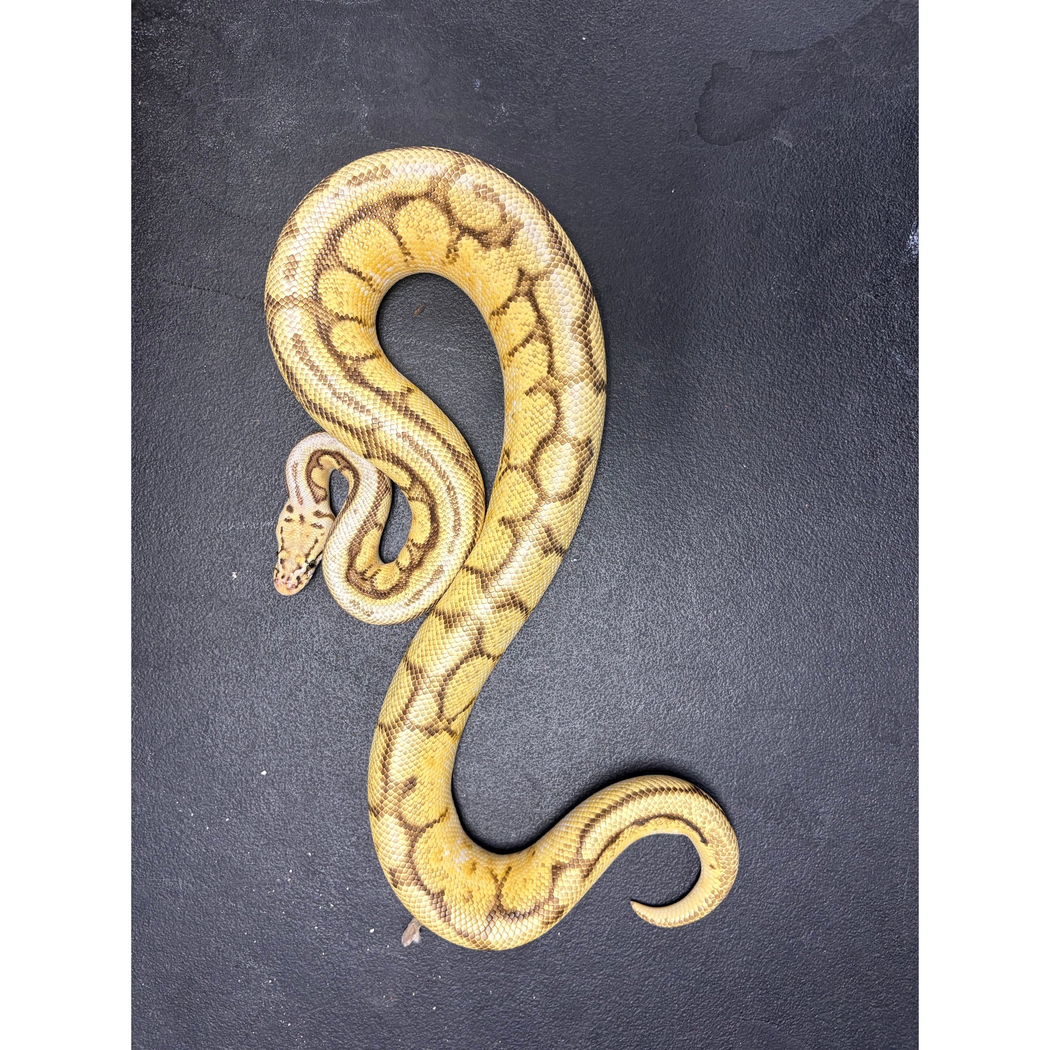 Ball Python Auction Ball Pythons for Sale — Jungle Bobs Reptile World