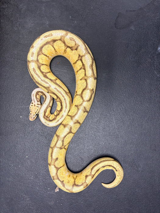 Ball Python (Orange Dream Bumble Bee Super Stripe)