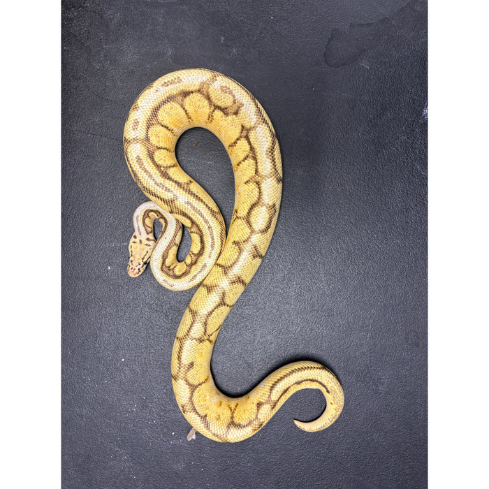 Ball Python (Orange Dream Bumble Bee Super Stripe)