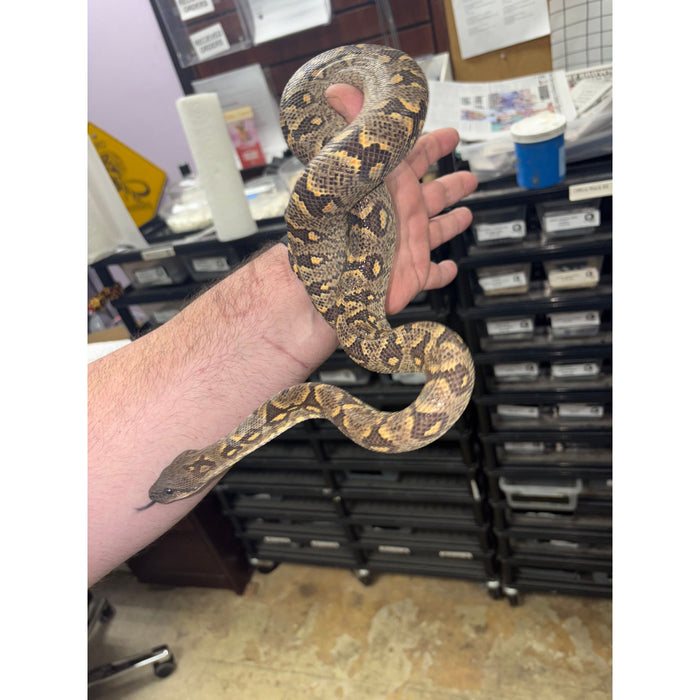 Western Madagascar Tree Boa (Sanzinia volontany)