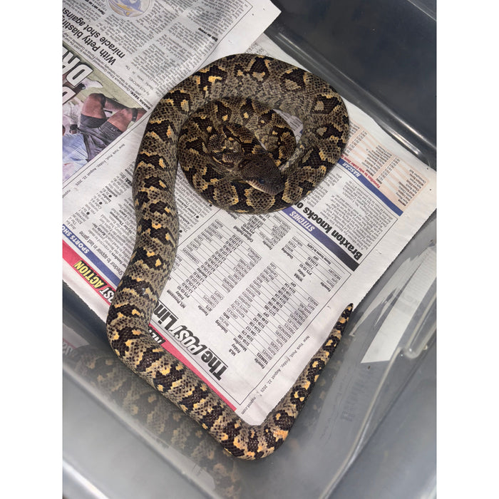 Western Madagascar Tree Boa (Sanzinia volontany)
