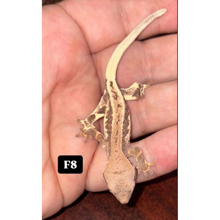 Frappuccino Crested Gecko (F8)