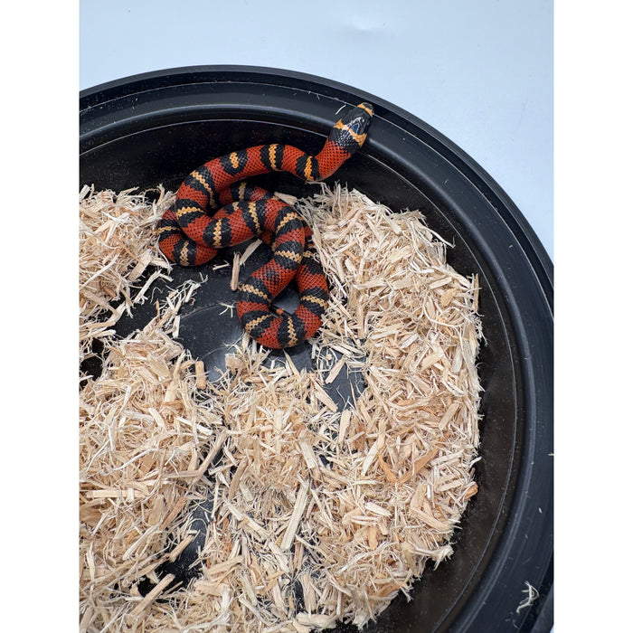 Tangerine Honduran Milk Snake (Baby) (Lampropeltis triangulum hondurensis)