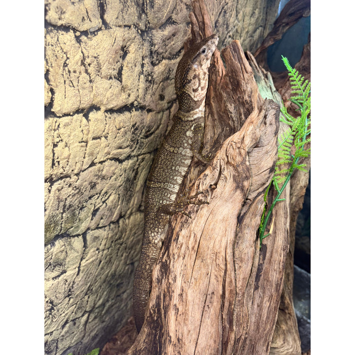 Dumerils Monitor (Varanus dumerilii)