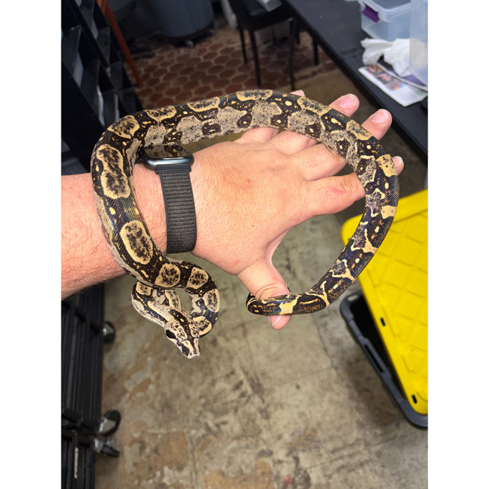 Peruvian Long Tail Boa (F3) (Boa constrictor longicauda)