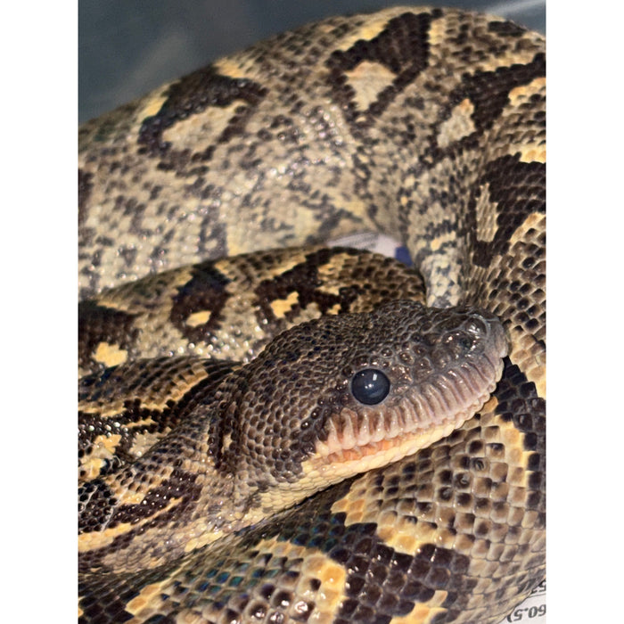 Western Madagascar Tree Boa (Sanzinia volontany)