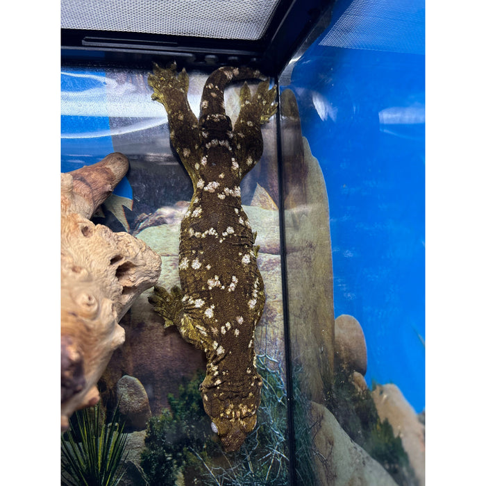 Leachianus Gecko (Pine Island) (Adult Female)