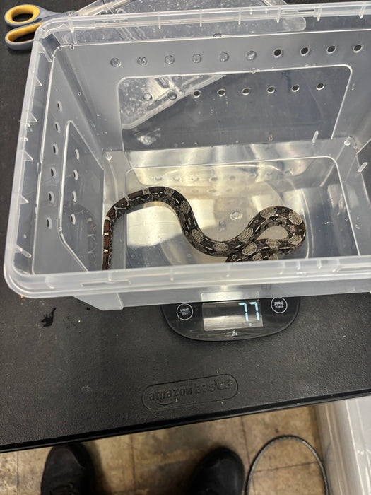 Colombian Red Tail Boa (IMG) (Baby)