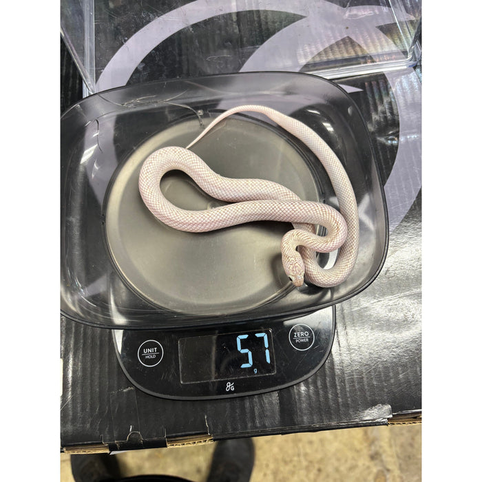 White Sided Florida Kingsnake