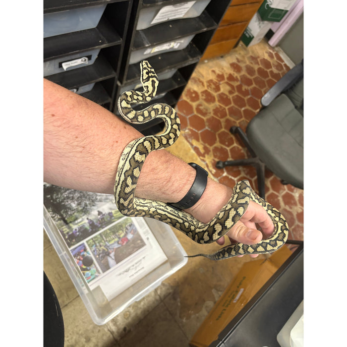 Coastal Carpet Python (MALE) (Morelia spilota mcdowelli)