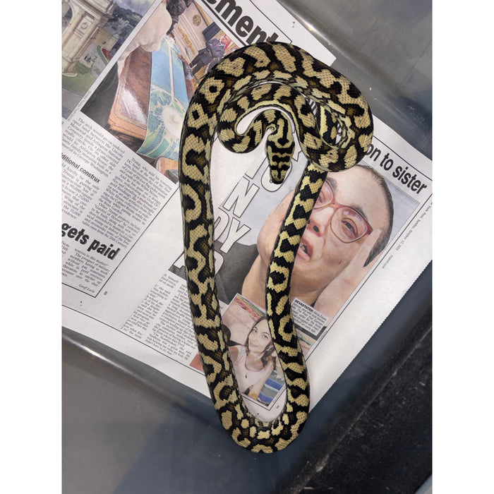 Coastal Carpet Python (FEMALE) (Morelia spilota mcdowelli)