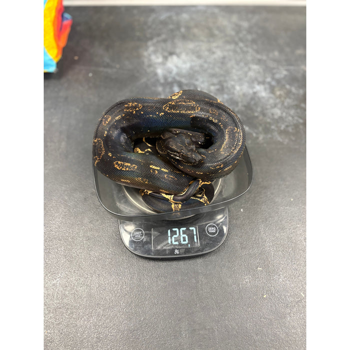 Arabesque IMG Red Tail Boa