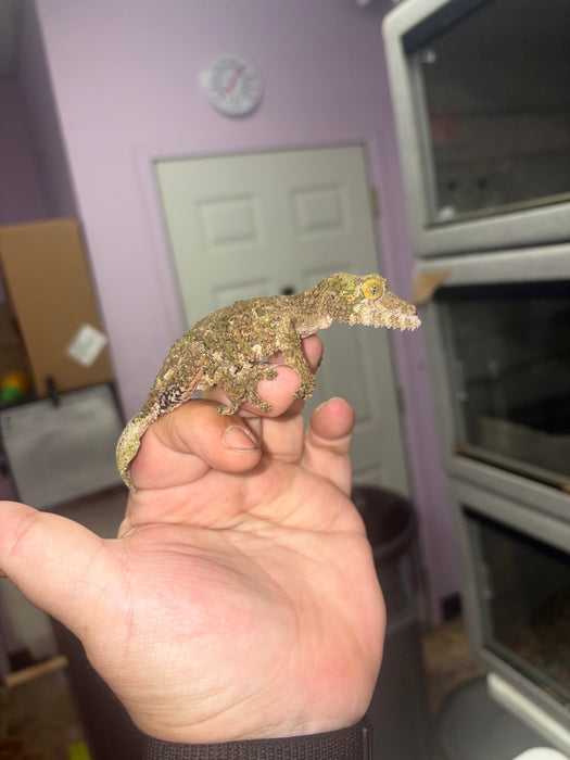 Mossy Leaf Tail Gecko (Uroplatus sikore)